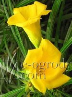 Żółty oleander