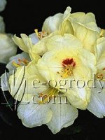 Rododendron Goldbukett
