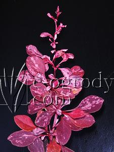 Berberys Rose Glow