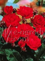 Róża Nina Weibull