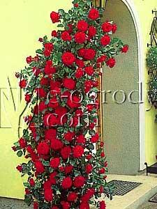 Róża Paul Scarlet