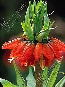 Szachownica czerwona Maxima Fritillaria Rubra Maxima
