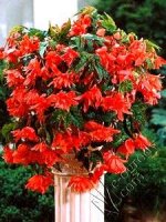 Begonia kaskadowa czerwona