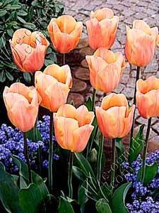 Tulipan Apricot Beauty
