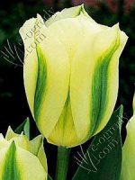 Tulipan  Spring Green