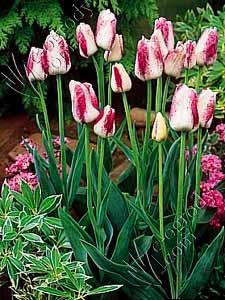 Tulipan  Colour Spectacle