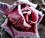 Róże zimą