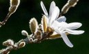 Magnolia gwieździsta